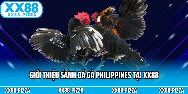 Giới thiệu sảnh đá gà Philippines tại XX88